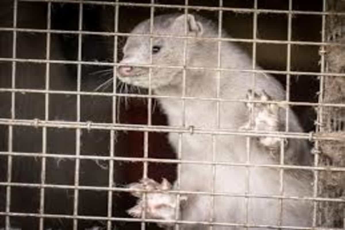 Denmark to kill up to 17 million minks after discovering mutated coronavirus | All you need to know