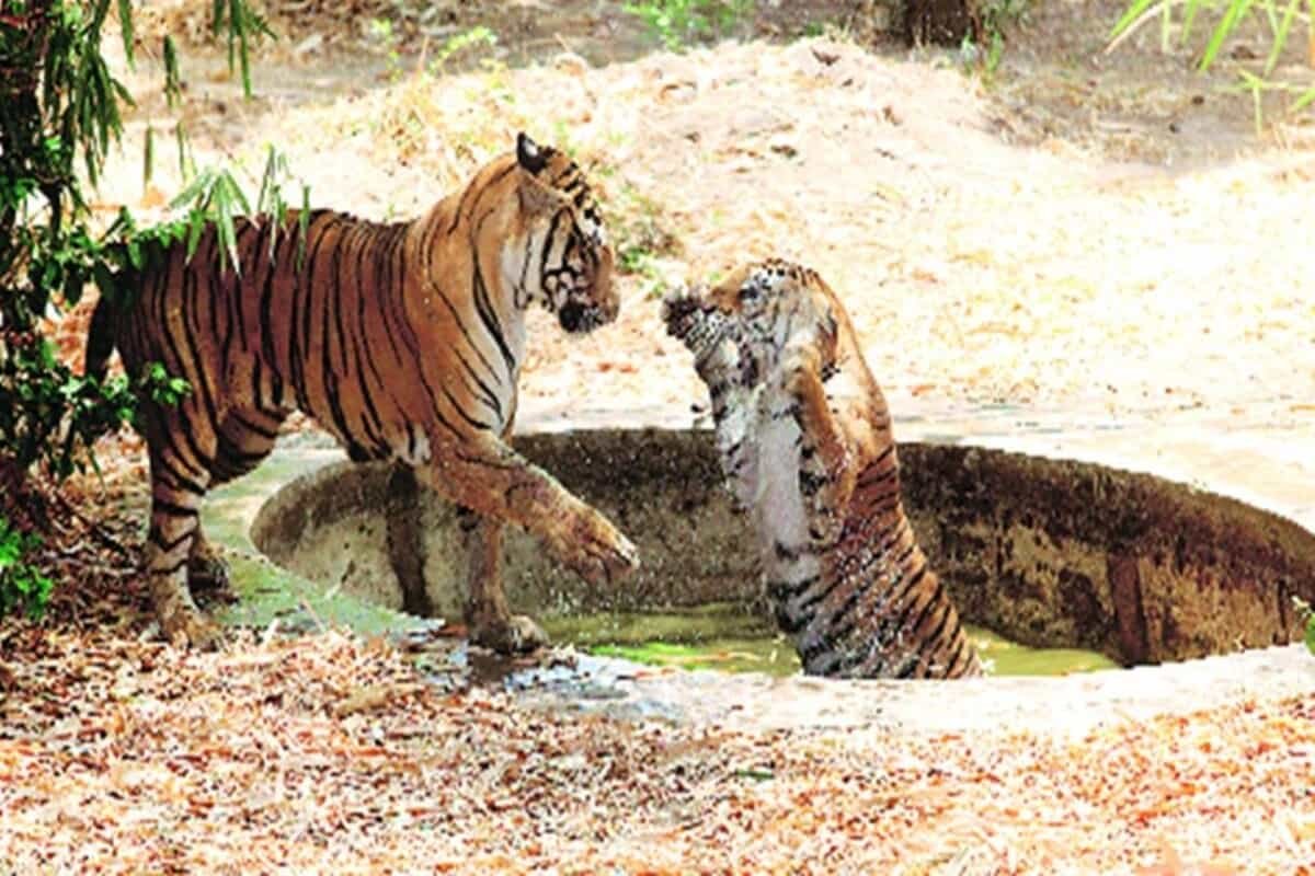 Maharashtra: Territorial clash between 2 big cats leaves 1 tigress dead, misacarriage of its 4 foetuses