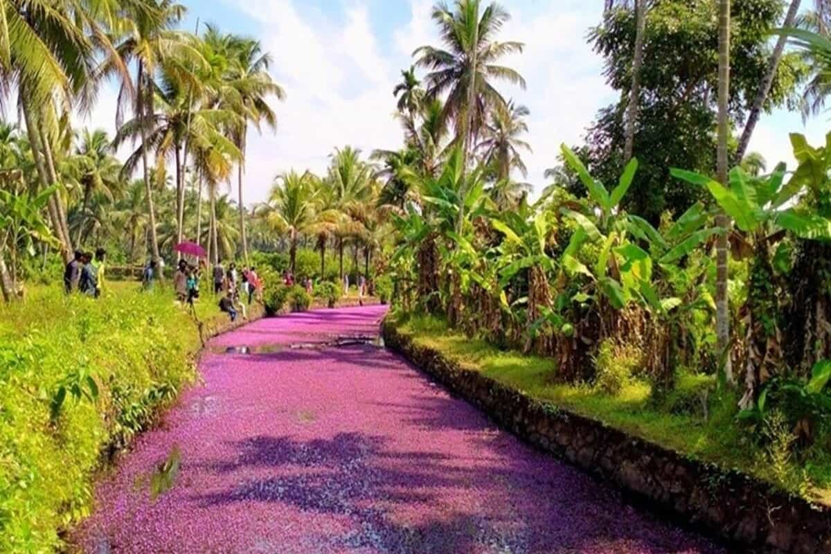A ‘pink bloom’ phenomenon is drawing tourists to this Kerala village, but there is a caveat
