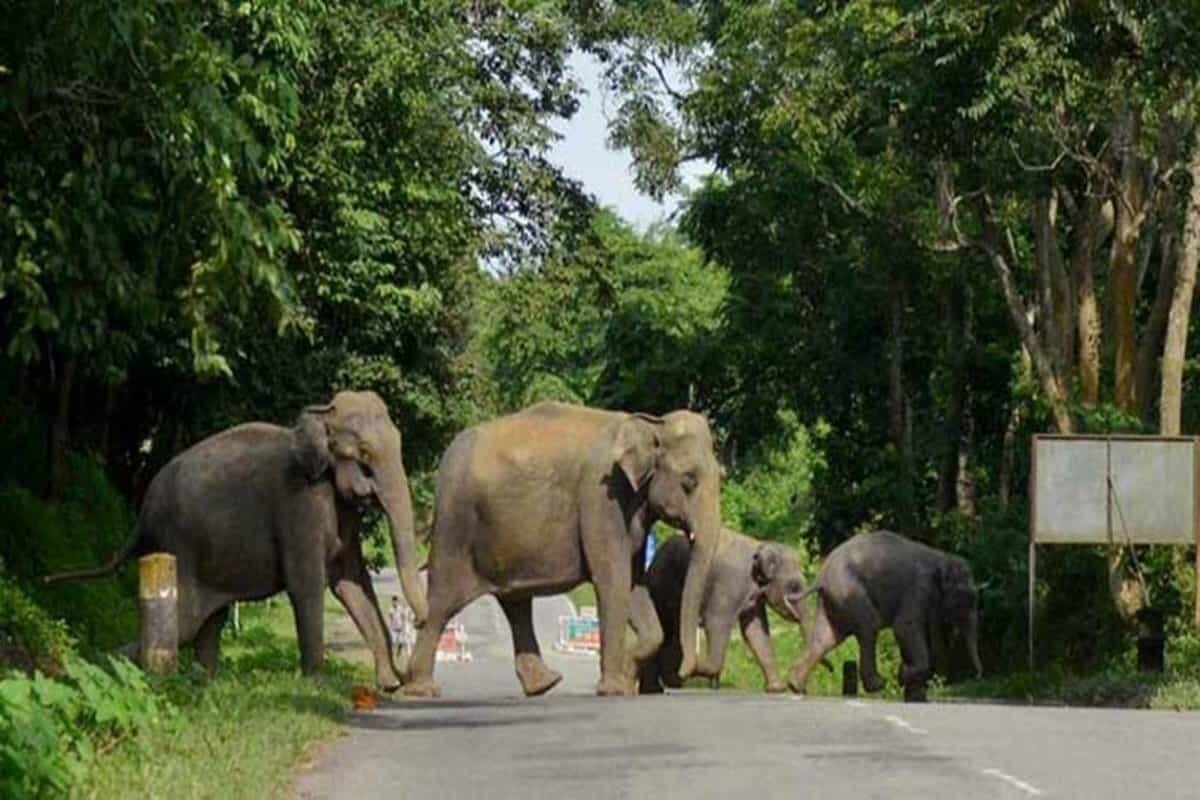 Assam electric fences take toll, pregnant elephant latest casualty