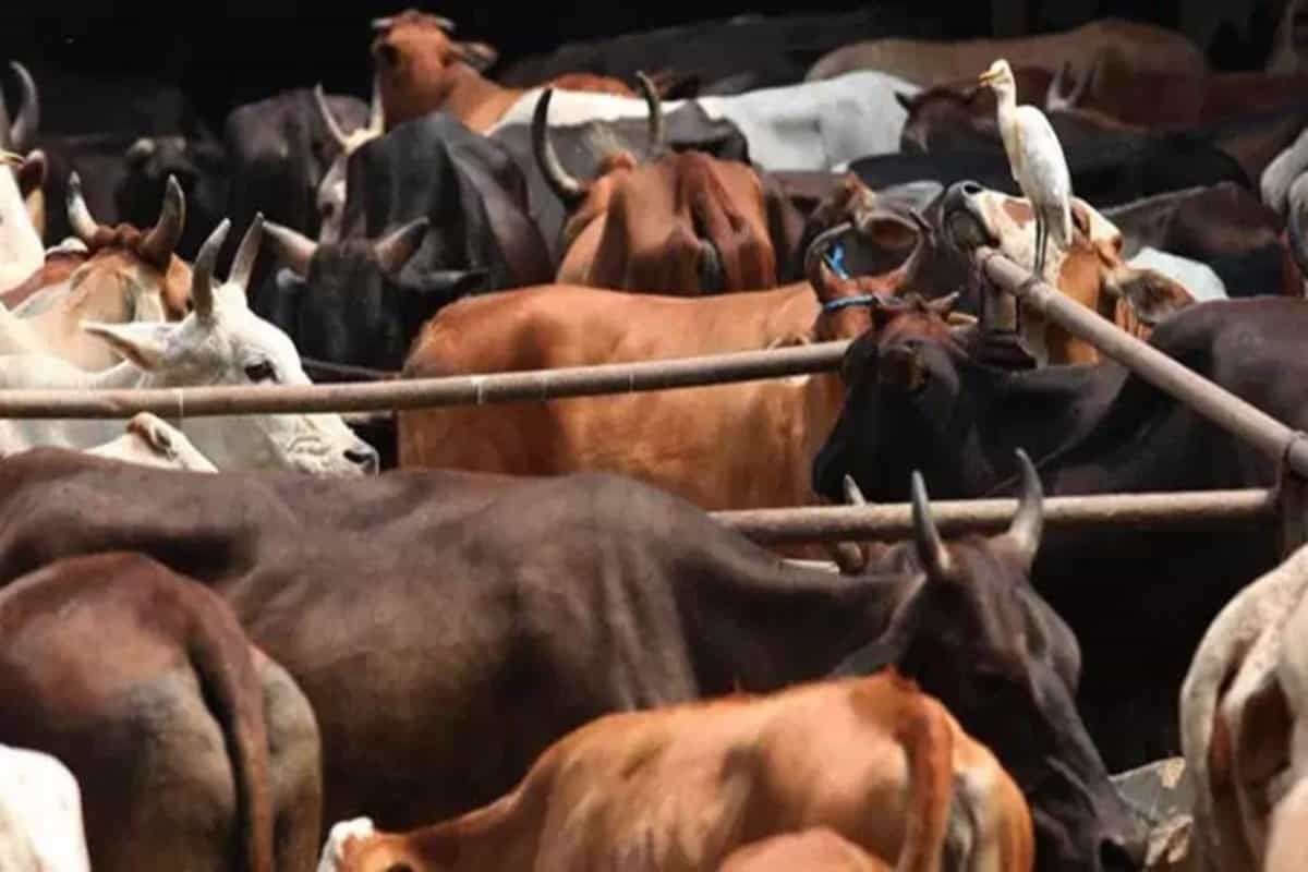 Possession of skin of dead cows, bullocks not an offence: Bombay HC
