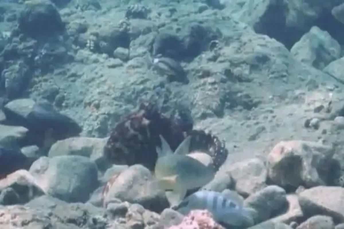 Partners, not friends: Sometimes, octopus punches fish for no reason | Research