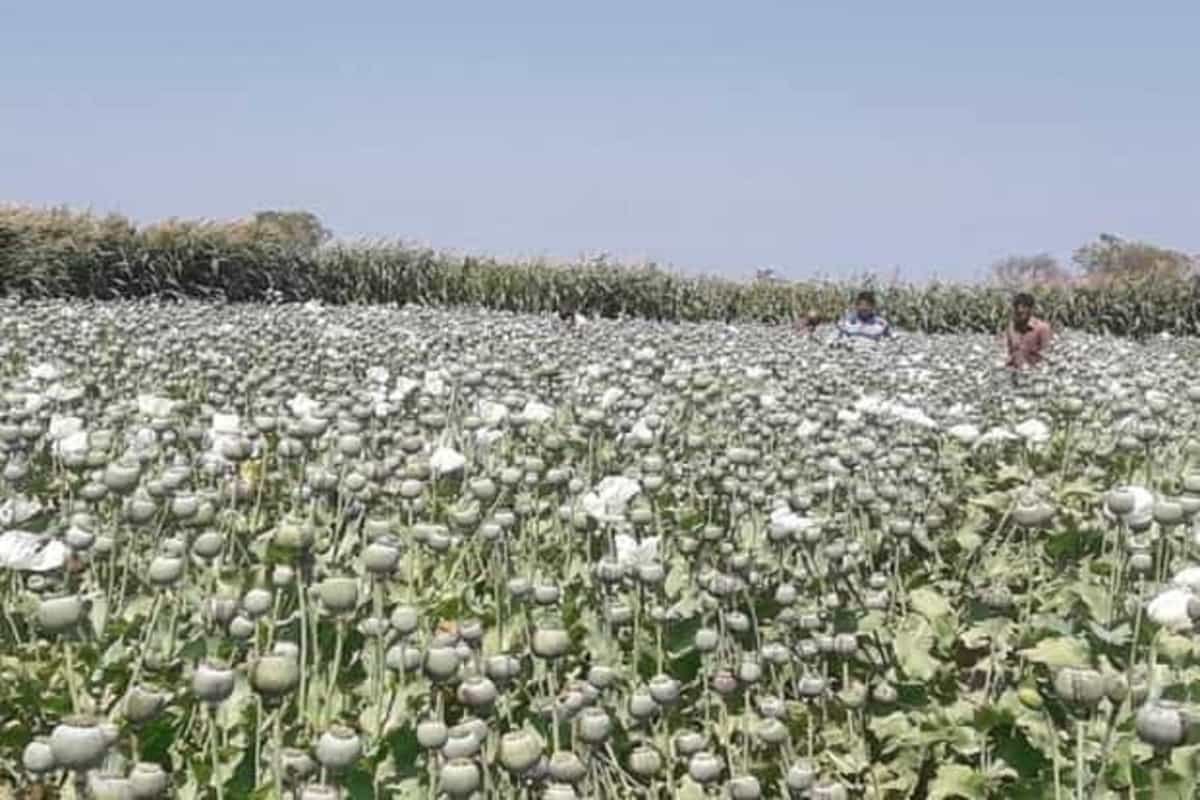 Farmers involved in opium cultivation in Bihar’s Gaya to get help to grown legal crops