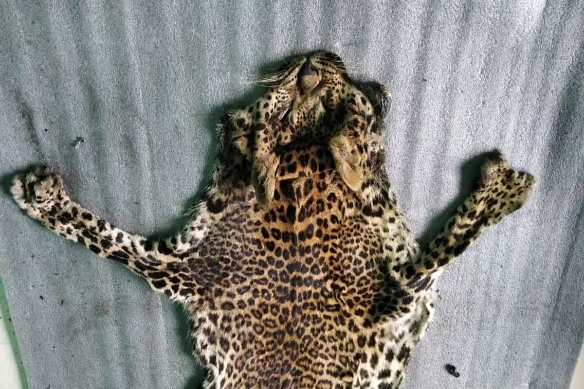 Five arrested in Kerala for killing leopard and consuming its meat