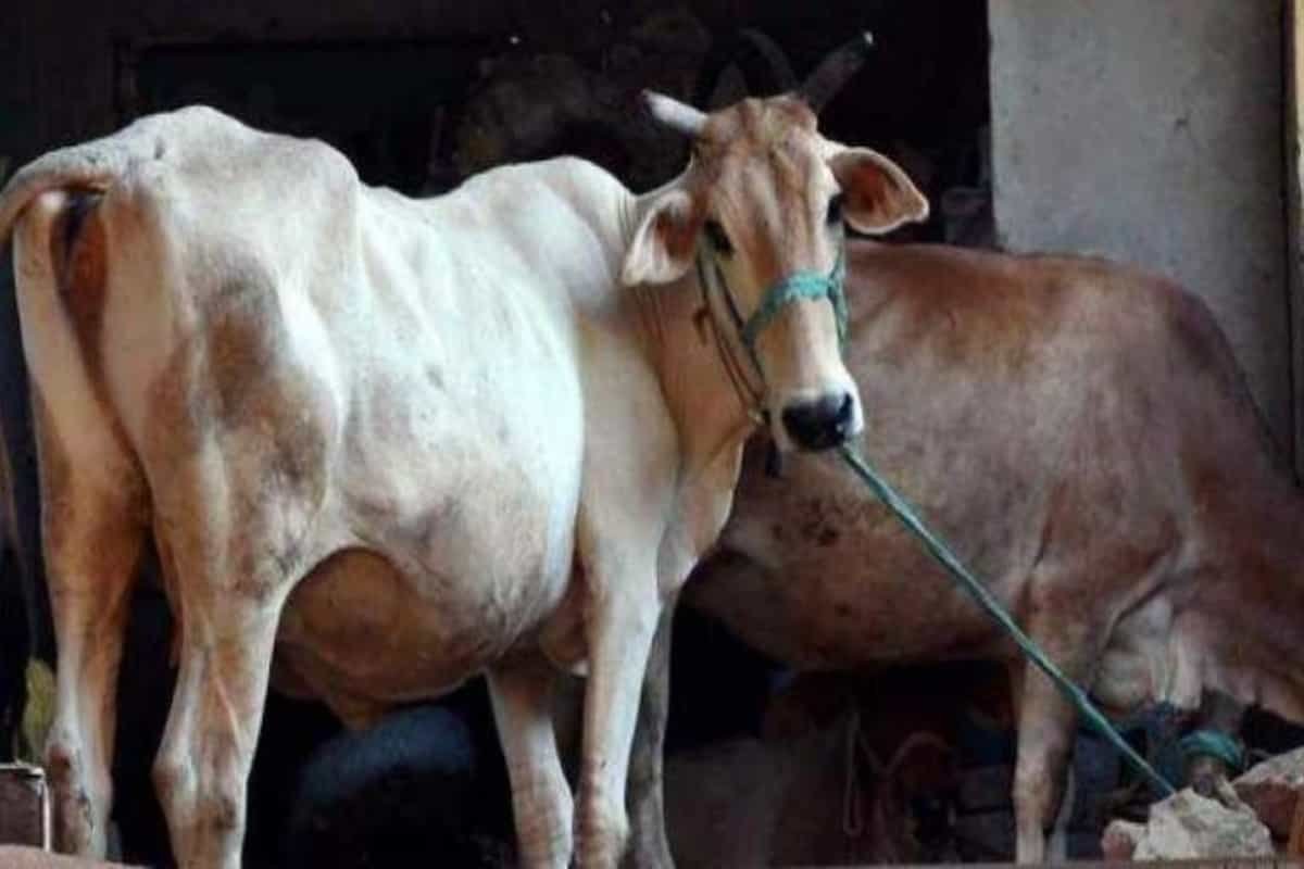 Gold in desi cow milk, earthquakes due to slaughter in syllabus for national cow exam