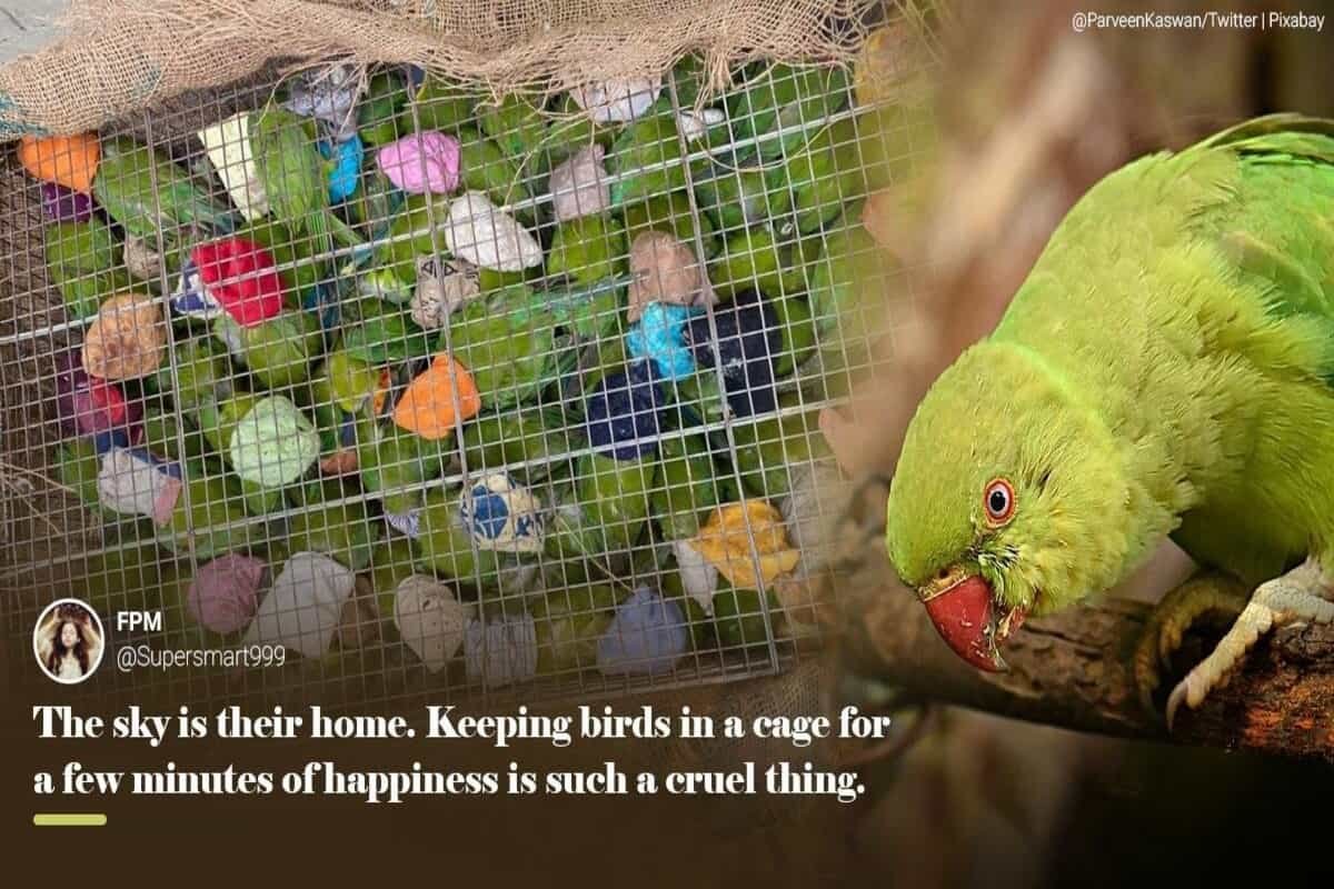 ‘Sky is their home’: This video of caged birds being freed touches netizens