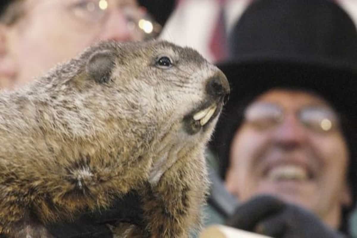 Groundhog Day: A popular North American tradition explained - Times24 TV