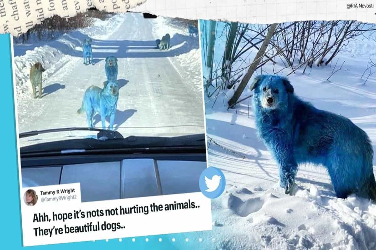 Smurfs or Avatar? : Pack of stray dogs with bright blue fur spotted in Russia