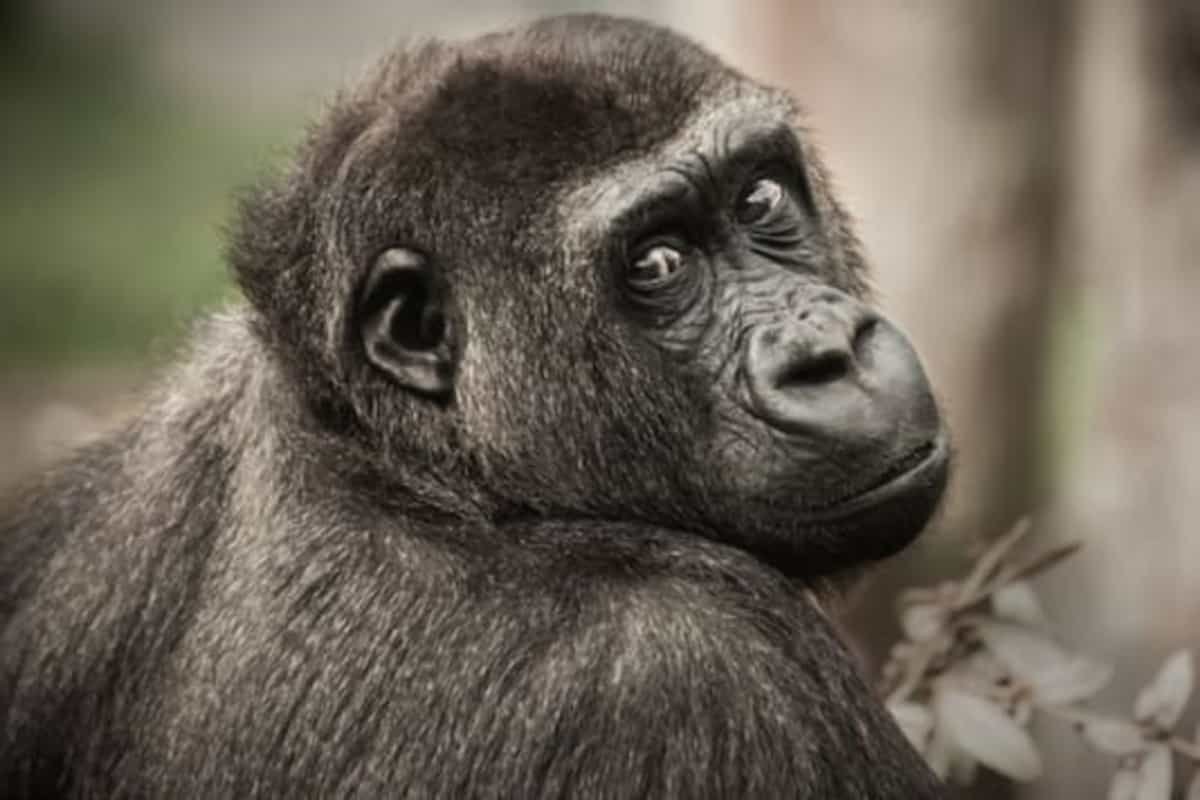 Nine great apes receive Covid shots in San Diego zoo