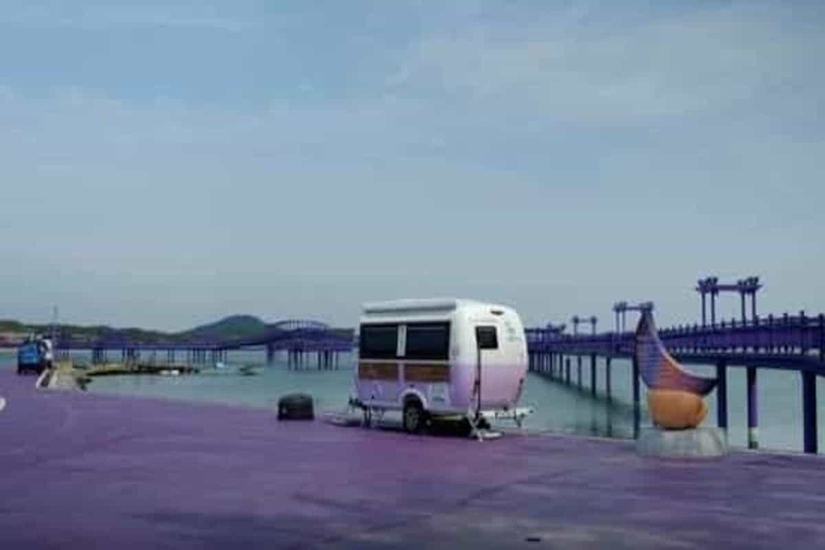 Purple Islands: South Korean islands drenched in lavender colour draw tourists