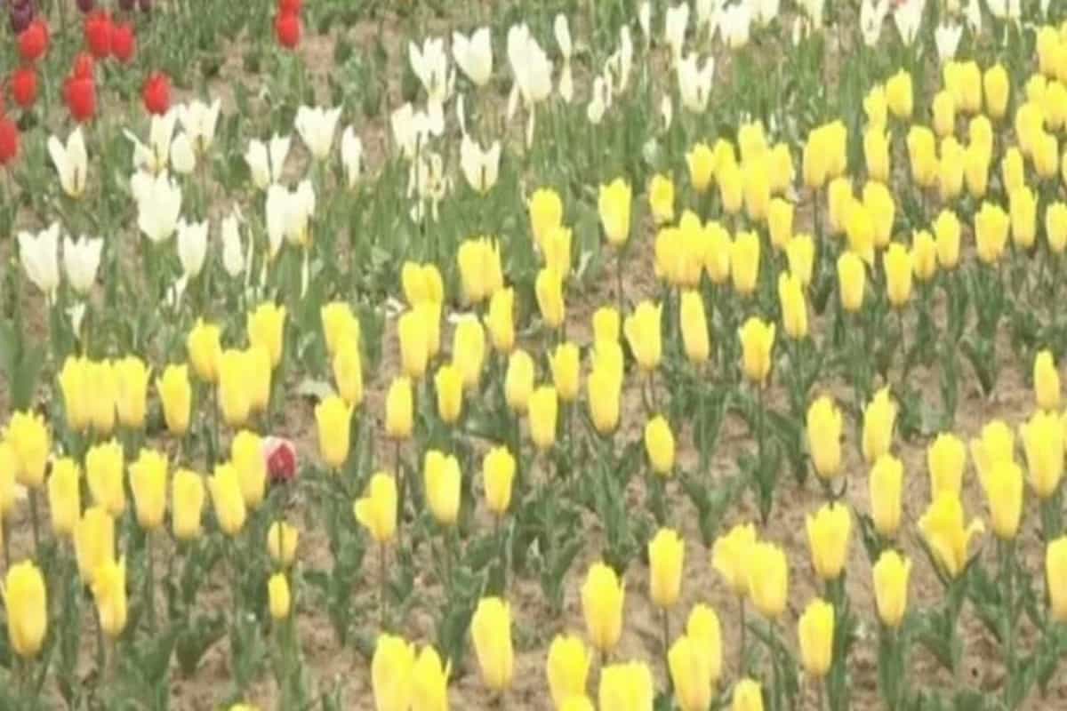 Kud Tulip Garden welcomes visitors in Jammu and Kashmir’s Udhampur