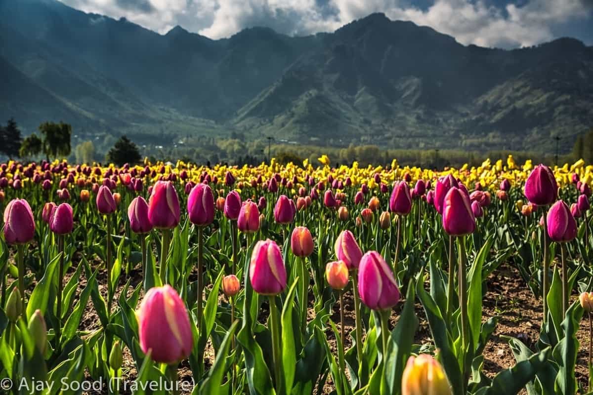 Kashmir is all set to have a successful spring tourist season
