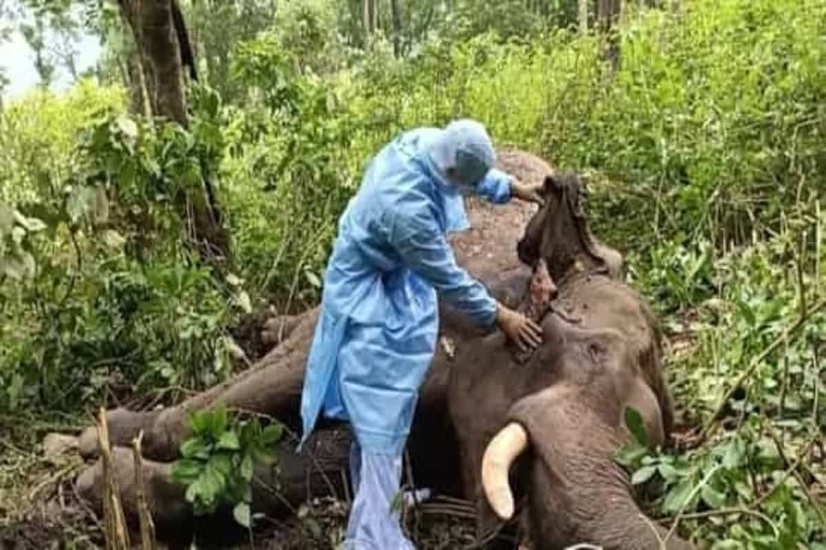 JPSC Veterinary Doctor Recruitment 2021: Apply for 124 vacancies, check details