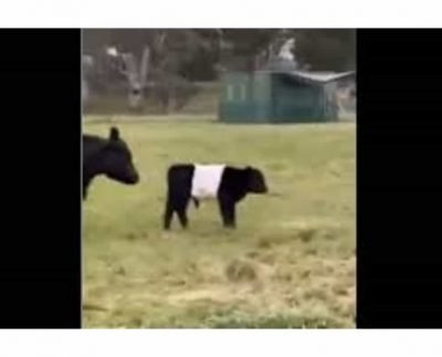 Ca-moo-flage: This video featuring identical cows is oddly satisfying