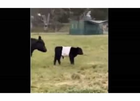 Ca-moo-flage: This video featuring identical cows is oddly satisfying