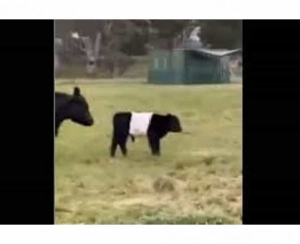 Ca-moo-flage: This video featuring identical cows is oddly satisfying