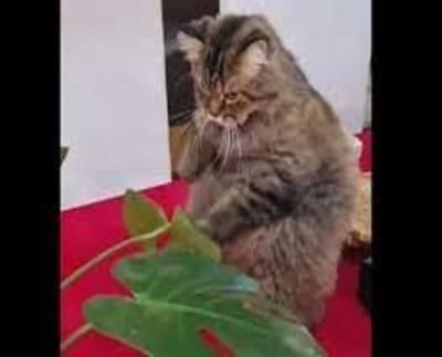 Angry kitty ‘punishes’ leaf in hilarious video. ‘Unbe-leaf-able’, say netizens
