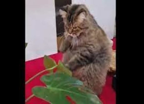 Angry kitty ‘punishes’ leaf in hilarious video. ‘Unbe-leaf-able’, say netizens