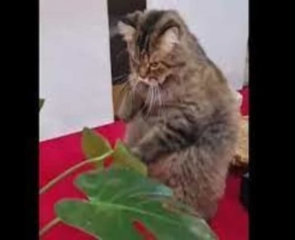 Angry kitty ‘punishes’ leaf in hilarious video. ‘Unbe-leaf-able’, say netizens