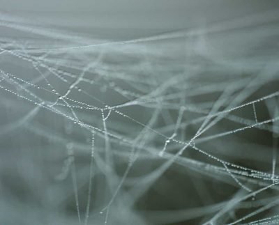 Eerie and enigmatic: Here's how a spiderweb sounds like