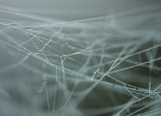 Eerie and enigmatic: Here's how a spiderweb sounds like