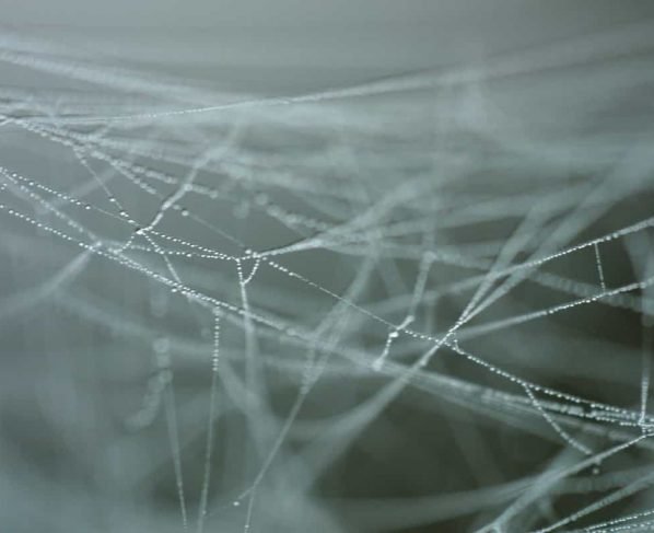 Eerie and enigmatic: Here's how a spiderweb sounds like