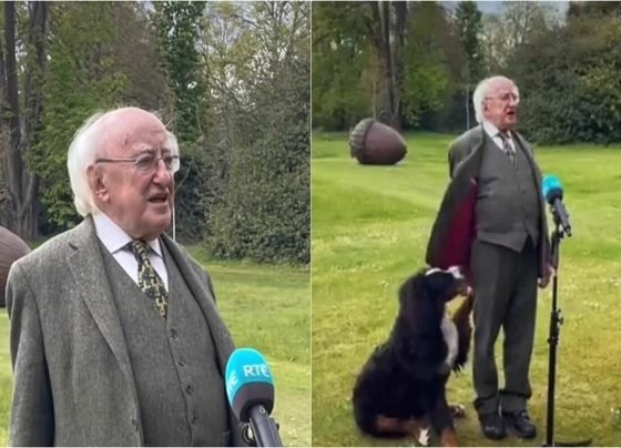 Irish president’s pet dog demands pets mid-interview, video is aww-worthy