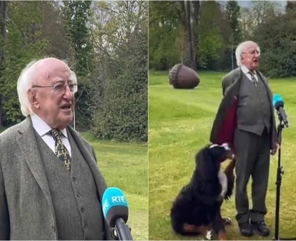 Irish president’s pet dog demands pets mid-interview, video is aww-worthy