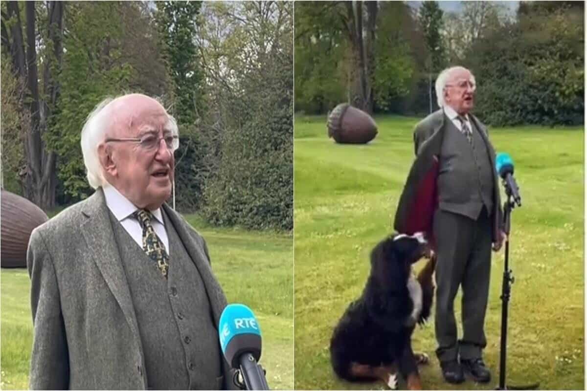 Irish president’s pet dog demands pets mid-interview, video is aww-worthy
