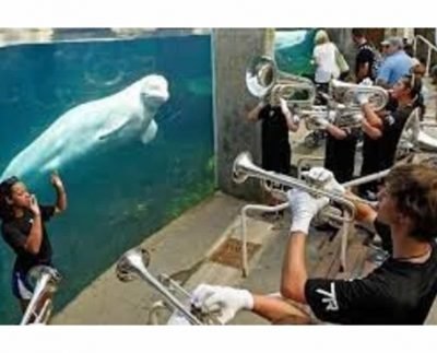 Connecticut aquarium set to welcome five Beluga whales from Canada