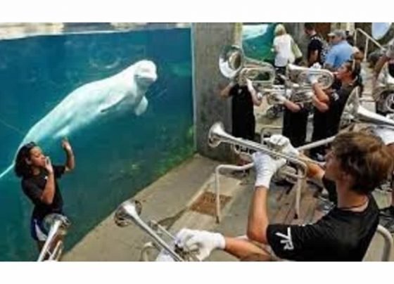 Connecticut aquarium set to welcome five Beluga whales from Canada