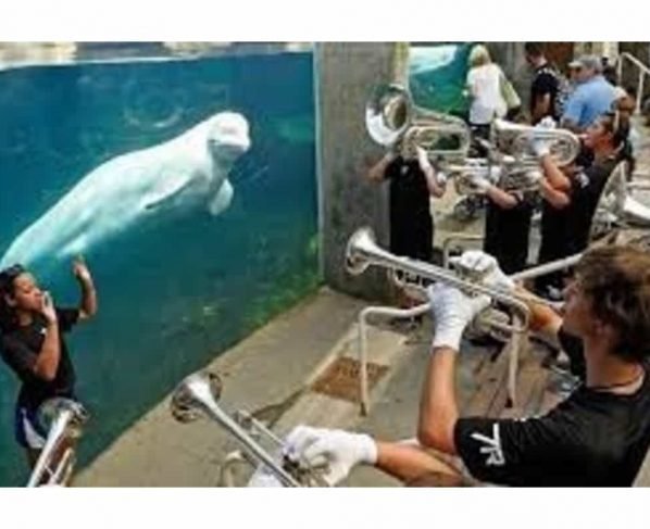 Connecticut aquarium set to welcome five Beluga whales from Canada