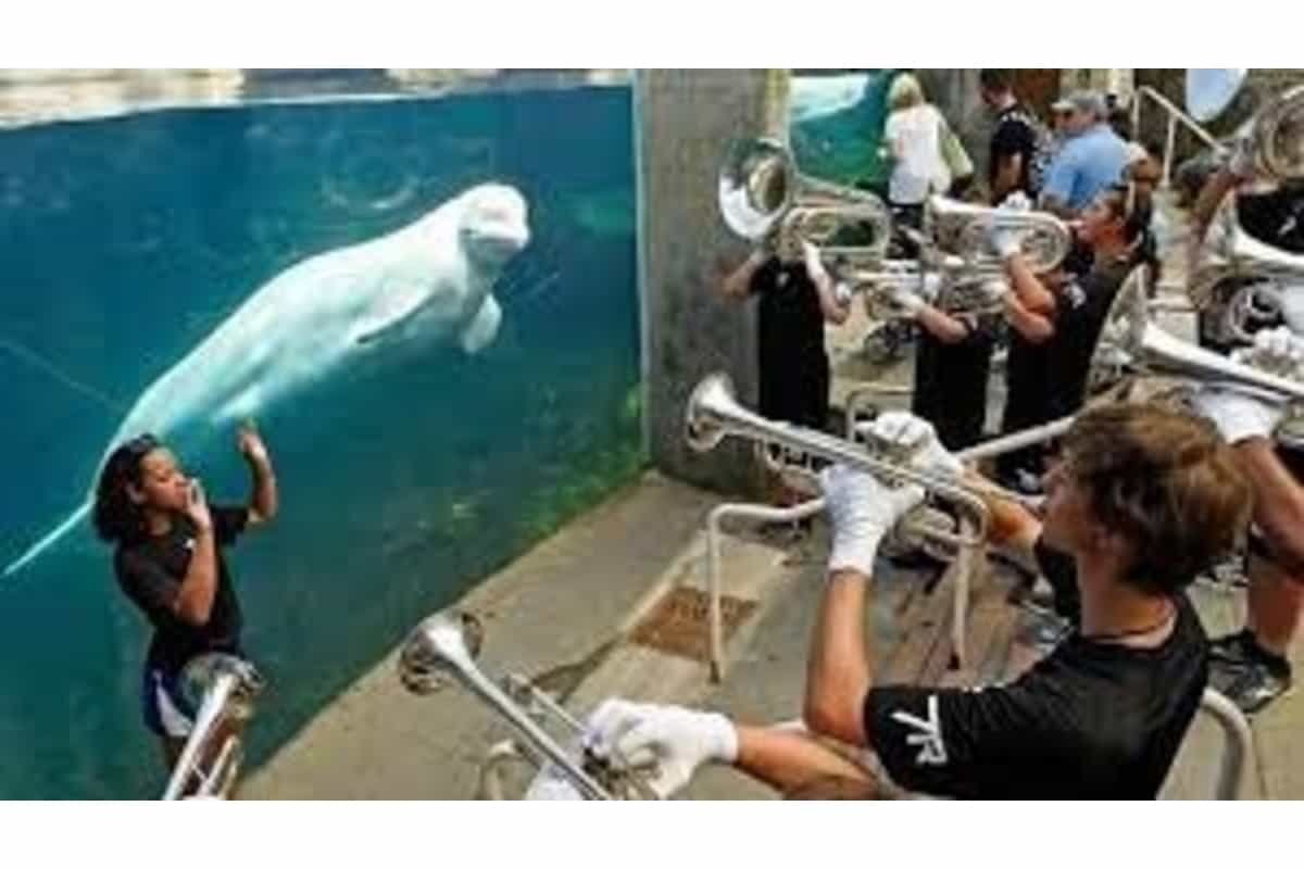 Connecticut aquarium set to welcome five Beluga whales from Canada
