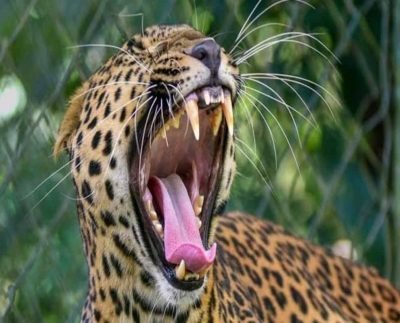 Missing 4-year-old girl mauled to death by a leopard in J&K's Budgam