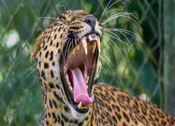 Missing 4-year-old girl mauled to death by a leopard in J&K's Budgam