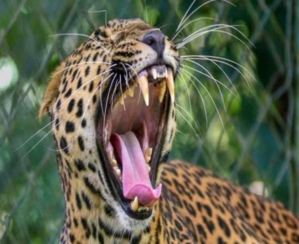 Missing 4-year-old girl mauled to death by a leopard in J&K's Budgam