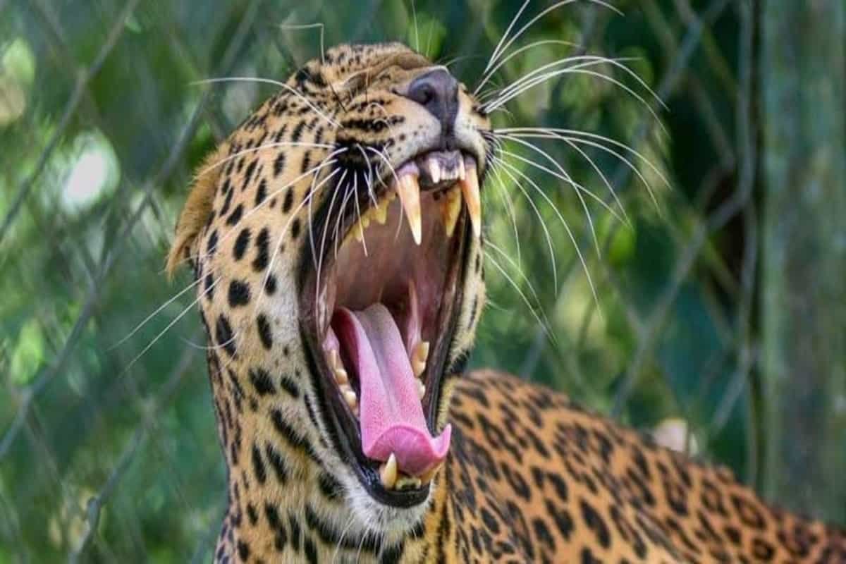 Missing 4-year-old girl mauled to death by a leopard in J&K’s Budgam