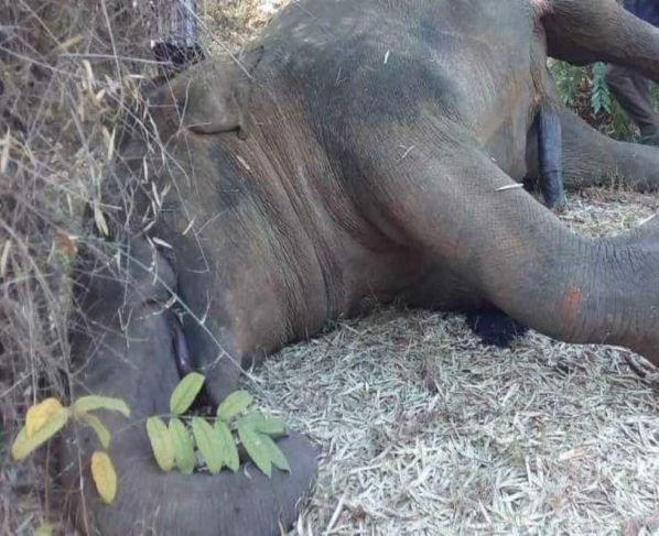 2 elephants electrocuted in Odisha in 2 days while searching for food