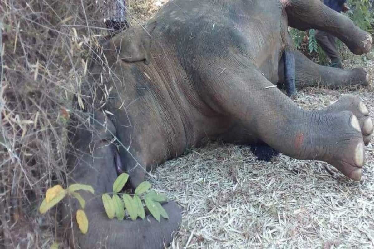 2 elephants electrocuted in Odisha in 2 days while searching for food