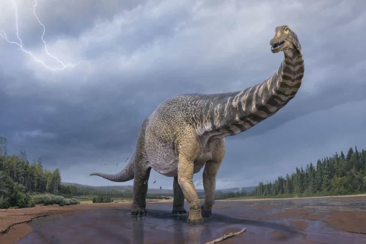 New dinosaurs species, found in 2007, largest in Australia, say researchers